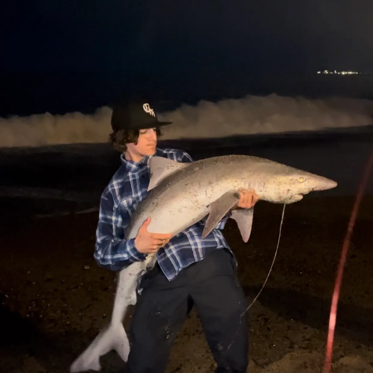 The most recent Tope shark catches on Fishbrain