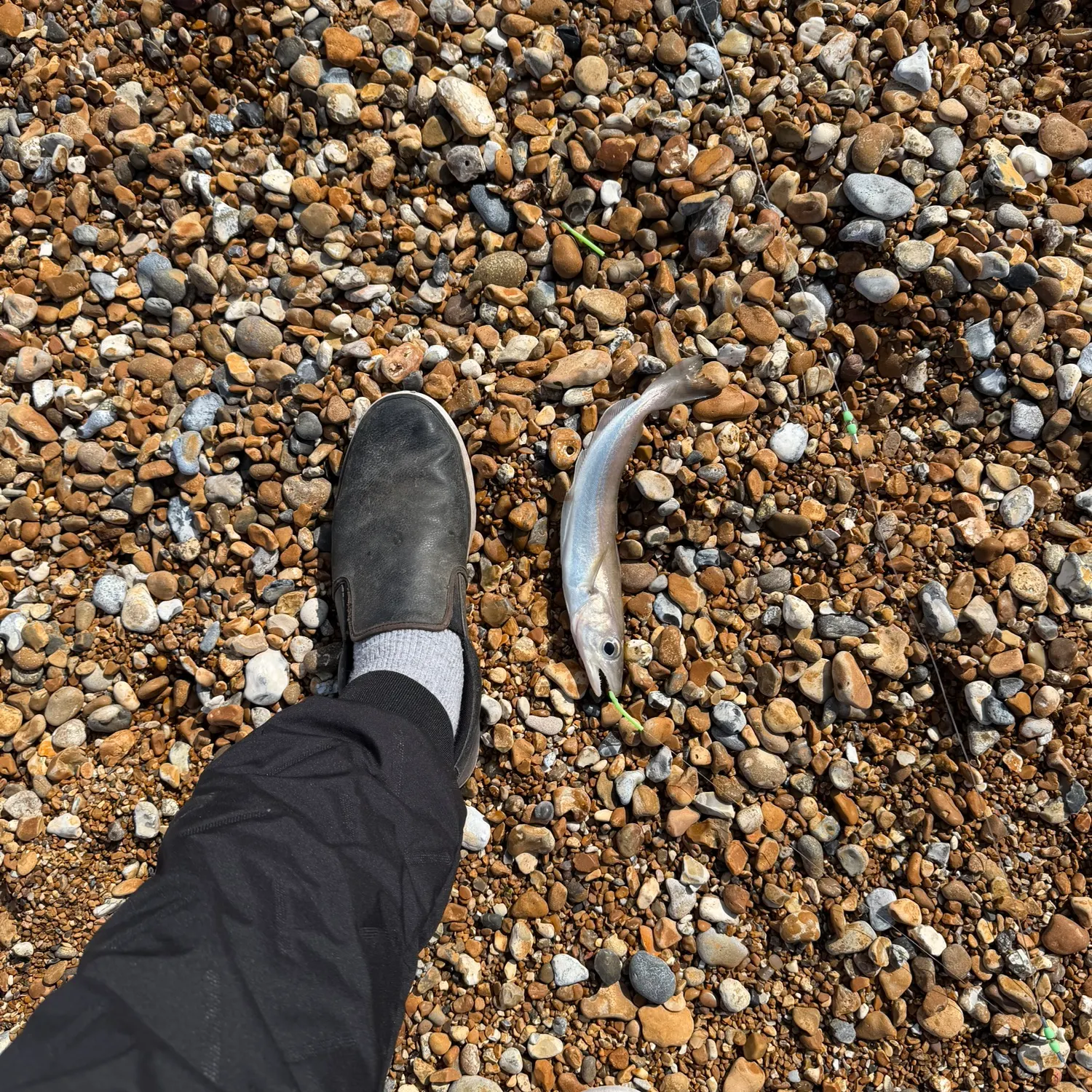 The most recent Whiting catches on Fishbrain