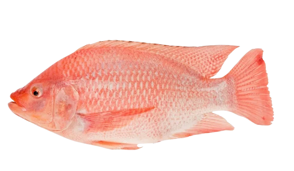 Red tilapia