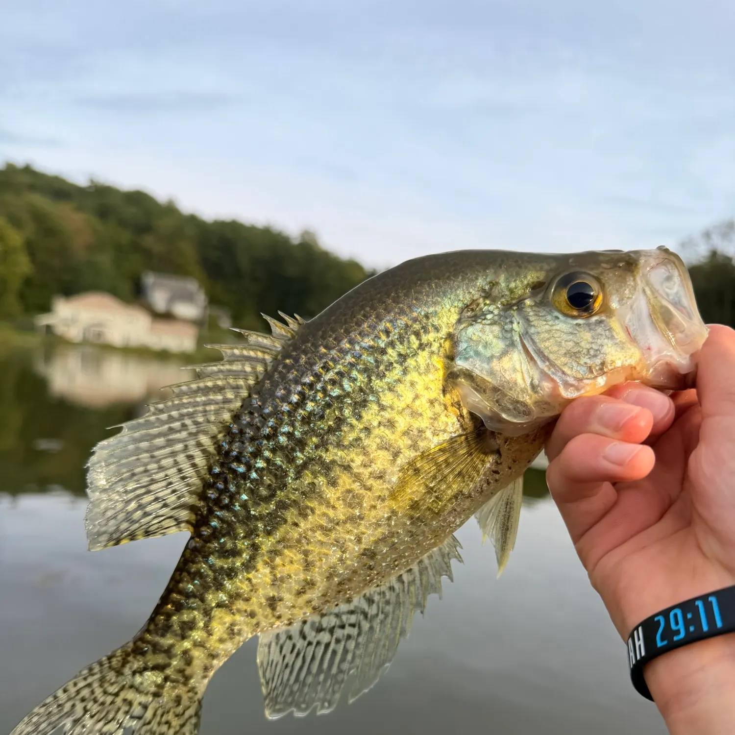 White crappie caught on Fishbrain