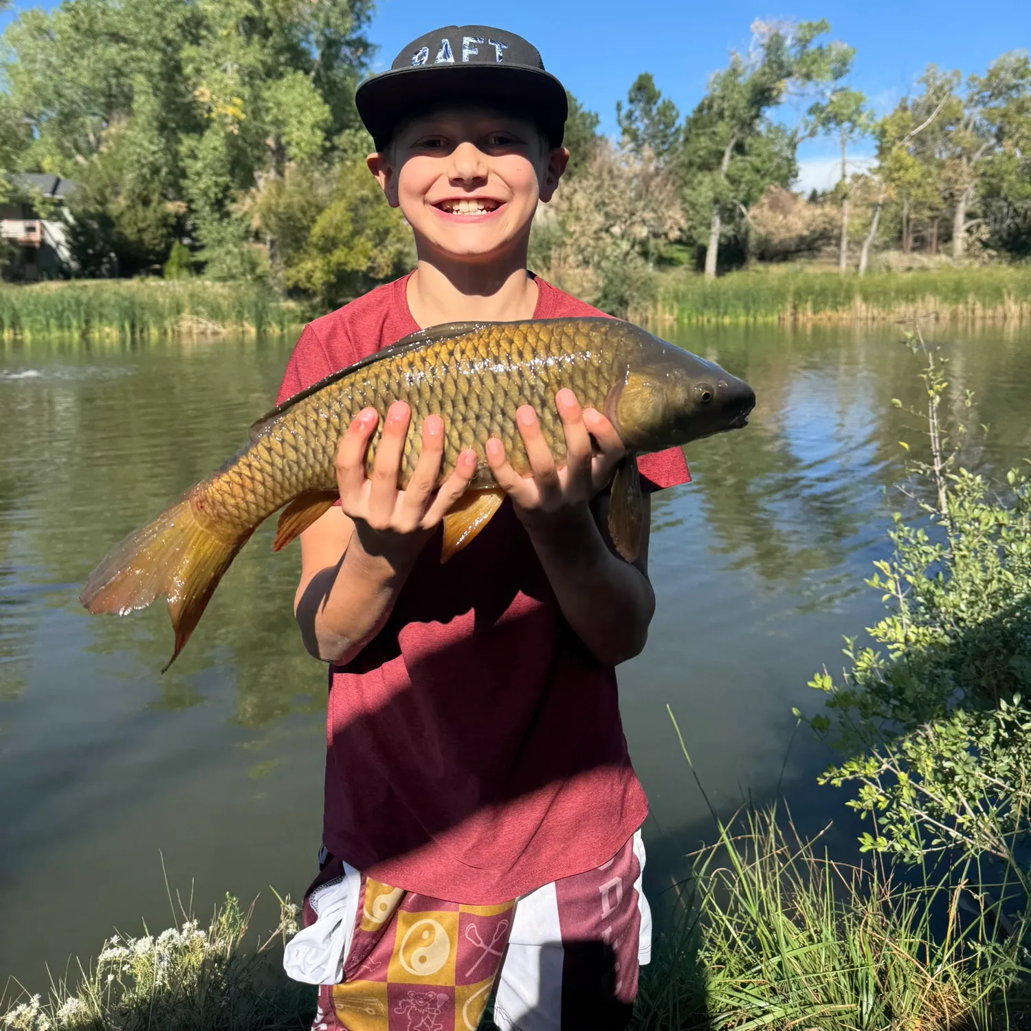 Common carp caught on Fishbrain