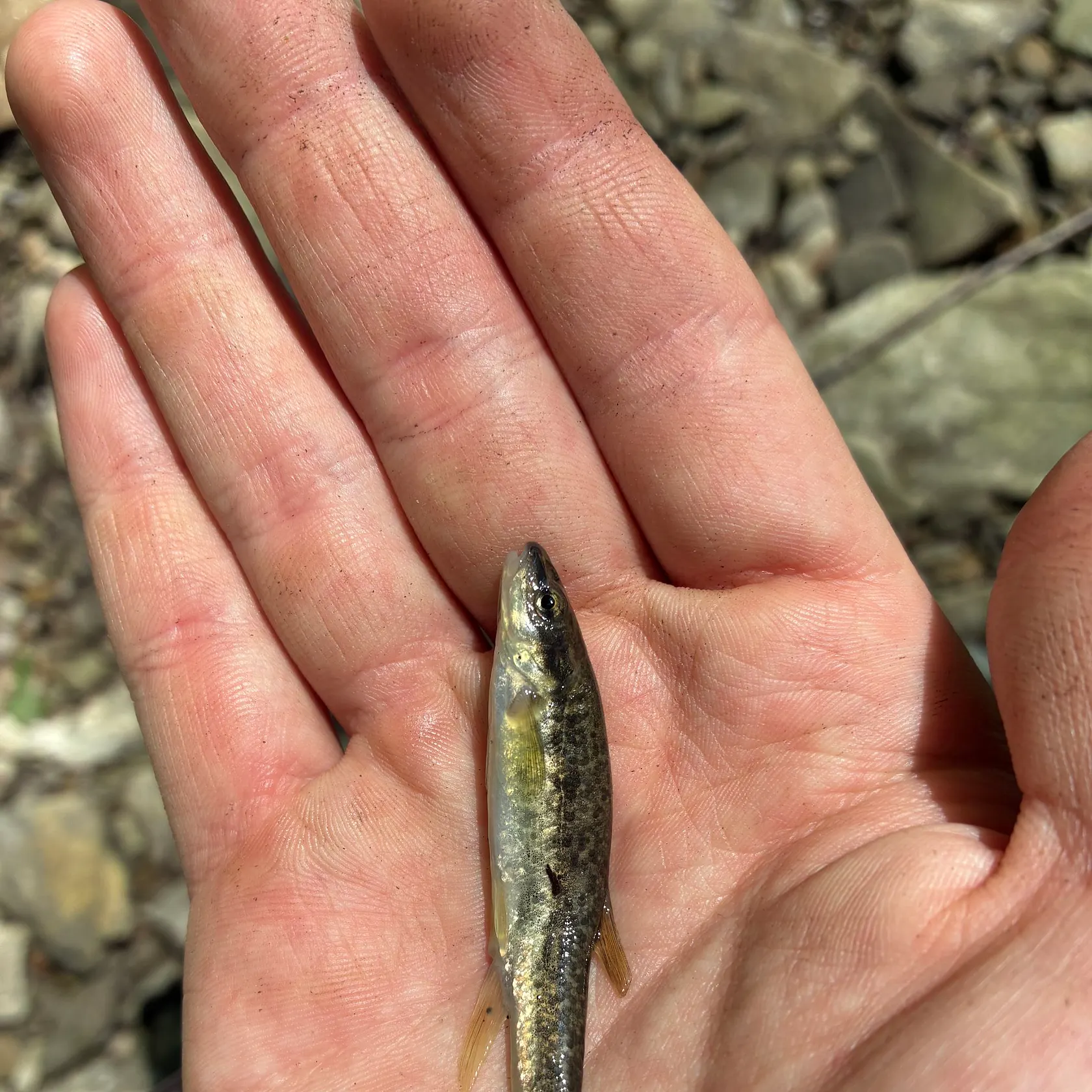 The most recent Longnose dace catches on Fishbrain