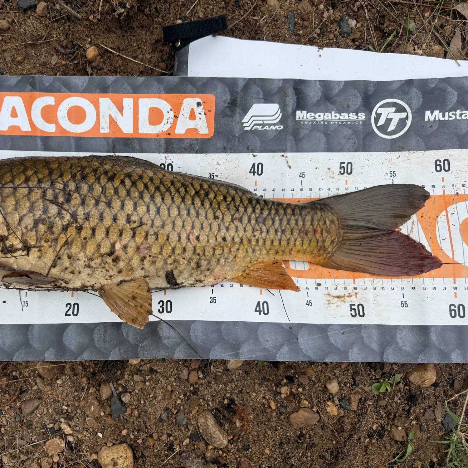 Common carp caught on Fishbrain