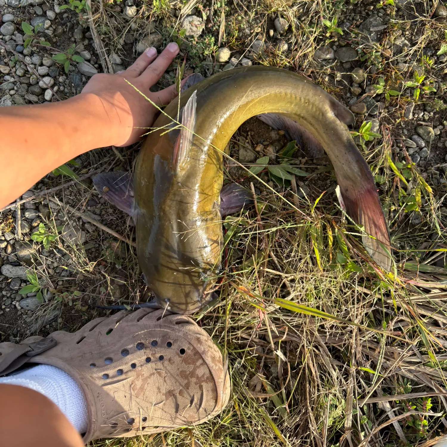 Channel catfish caught on Fishbrain