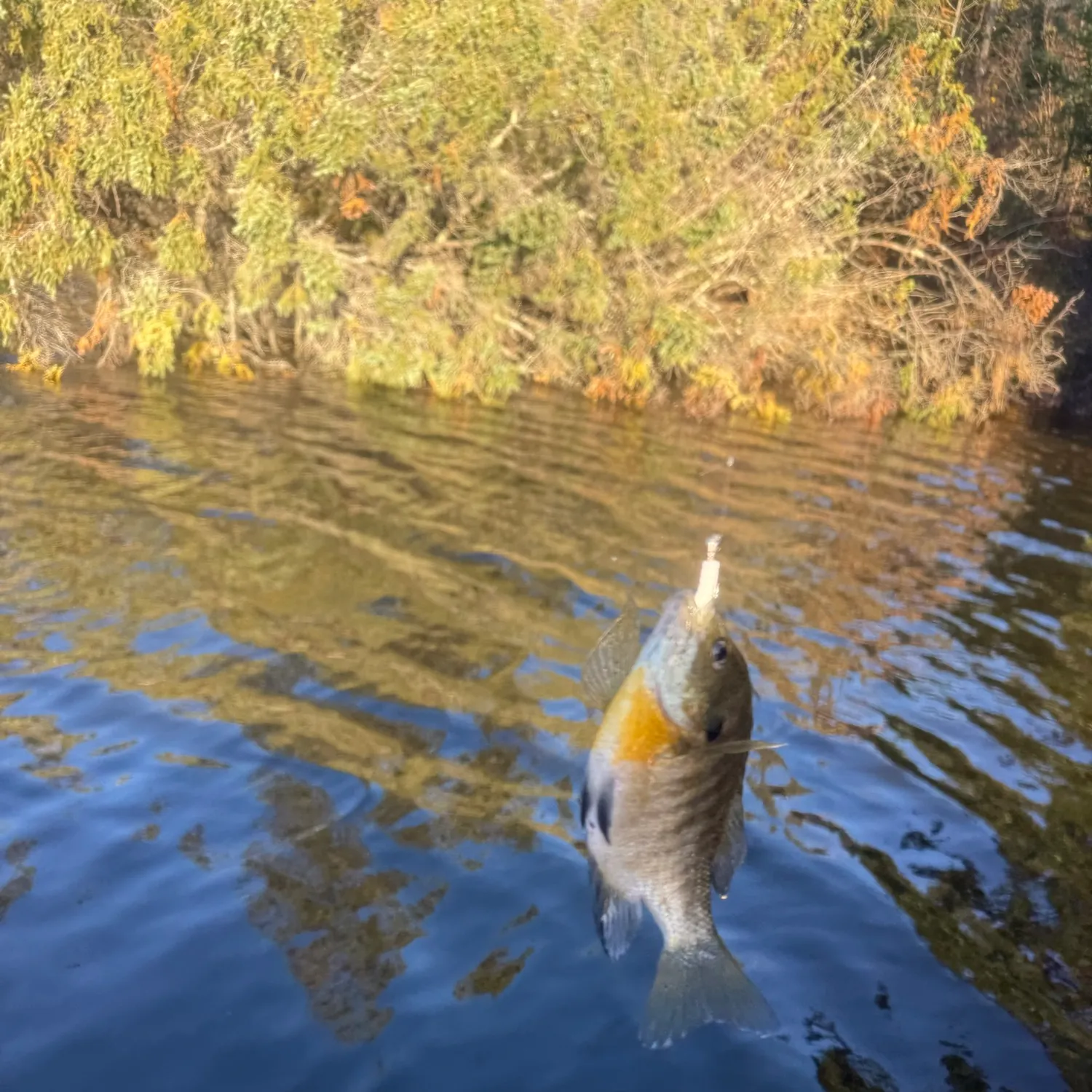 Bluegill caught on Fishbrain