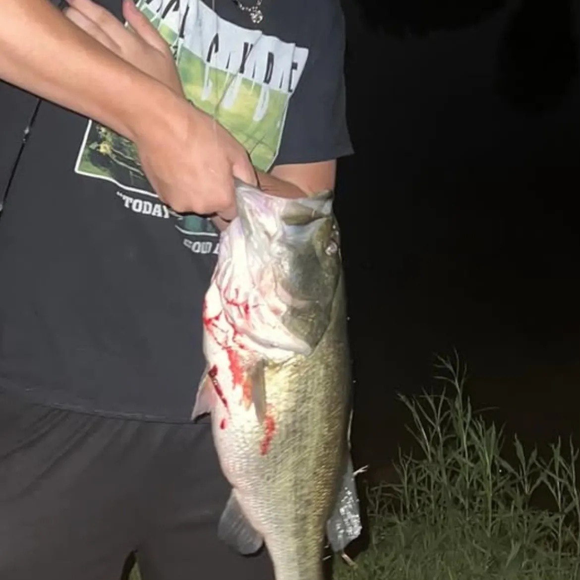 The most recent Largemouth bass catches on Fishbrain
