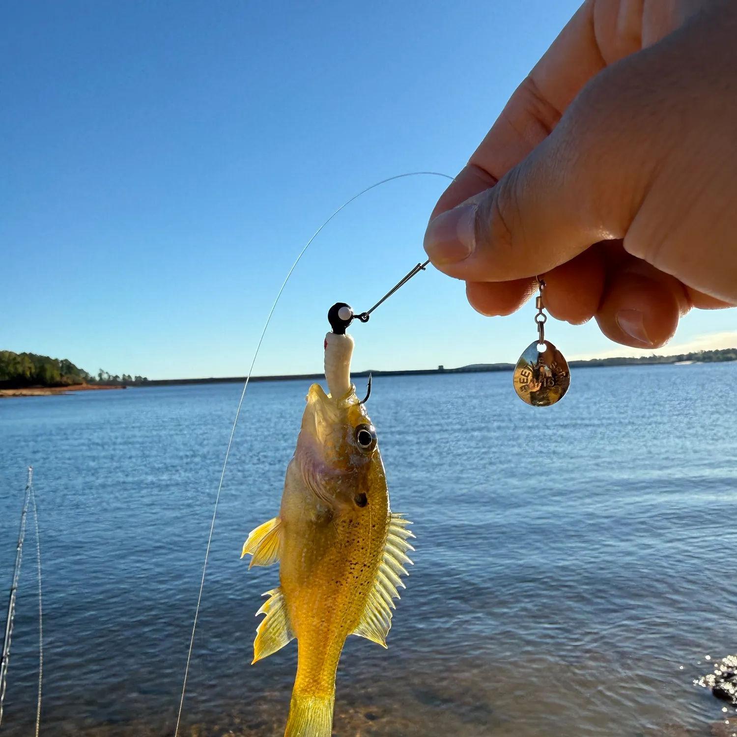 Green sunfish caught on Fishbrain