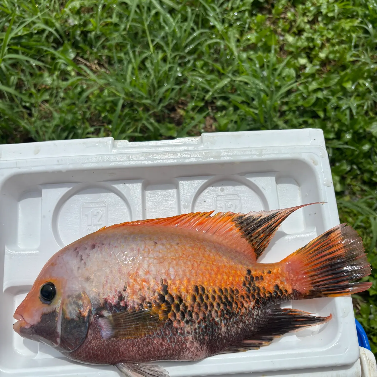 The most recent Redhead cichlid catches on Fishbrain