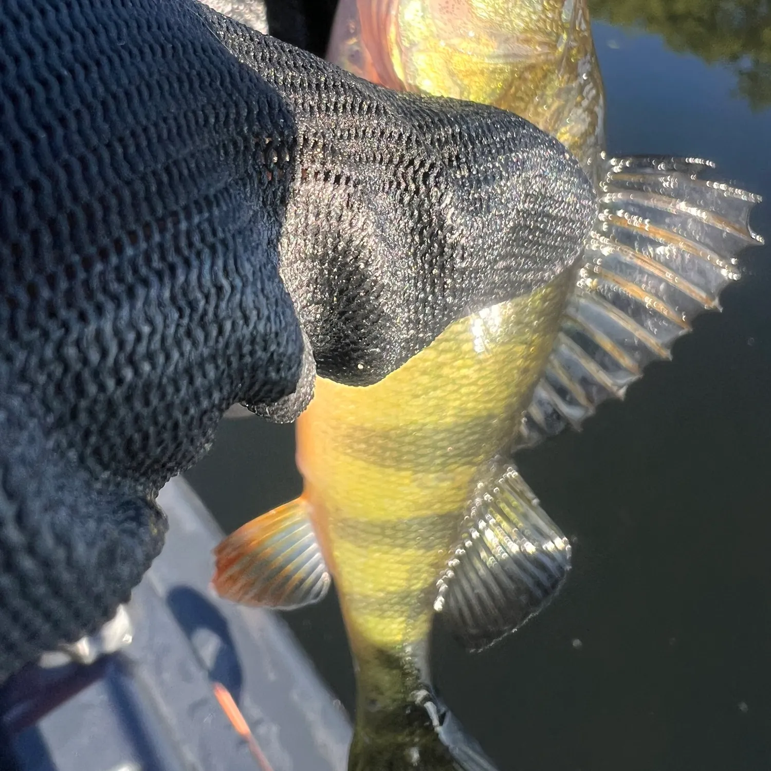 Yellow perch caught on Fishbrain