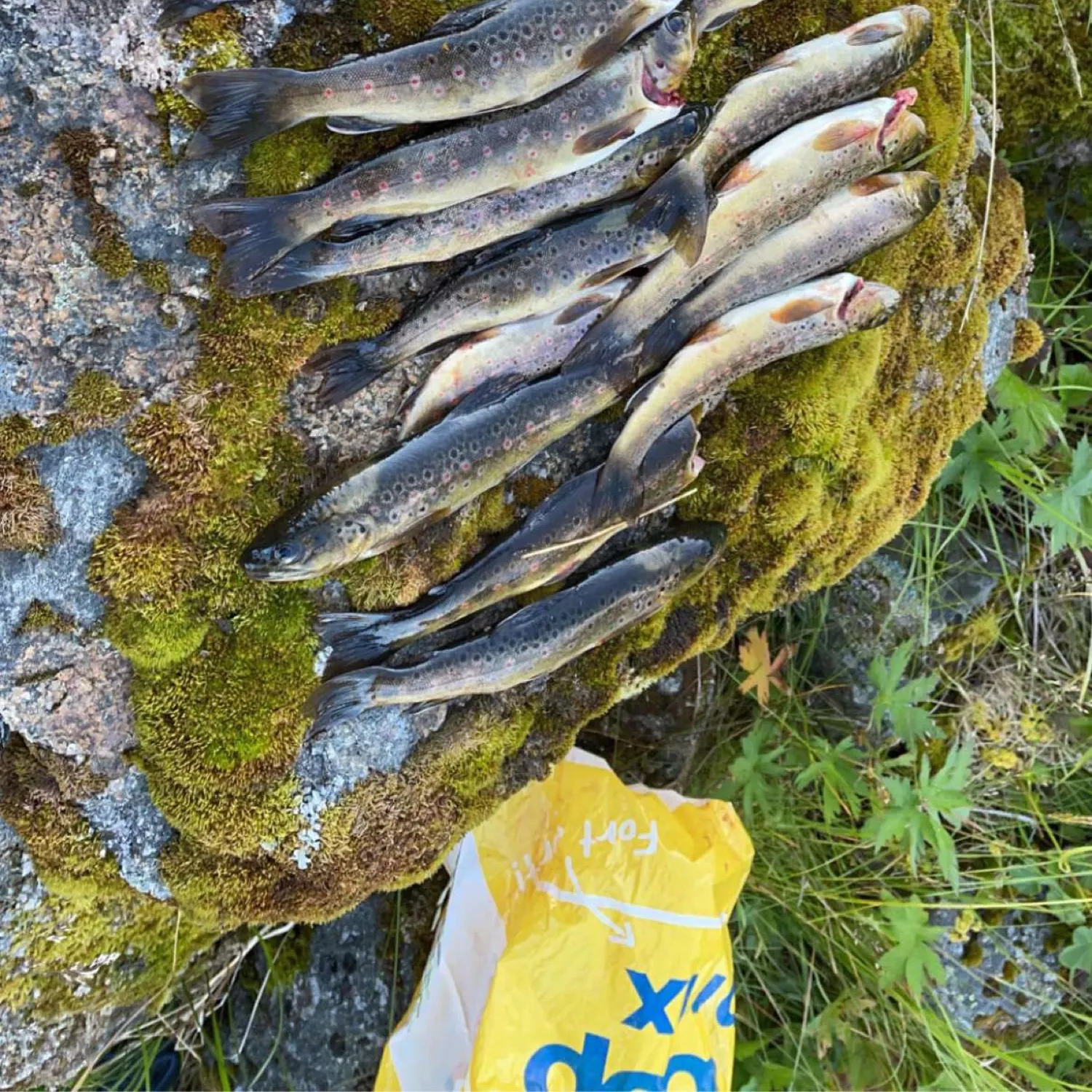 recently logged catches