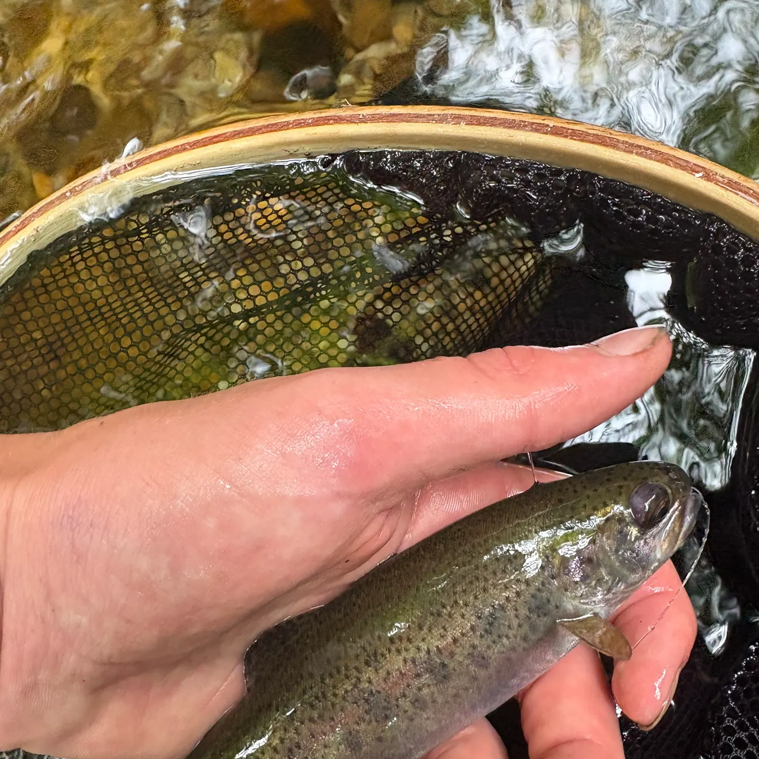 Rainbow trout caught on Fishbrain