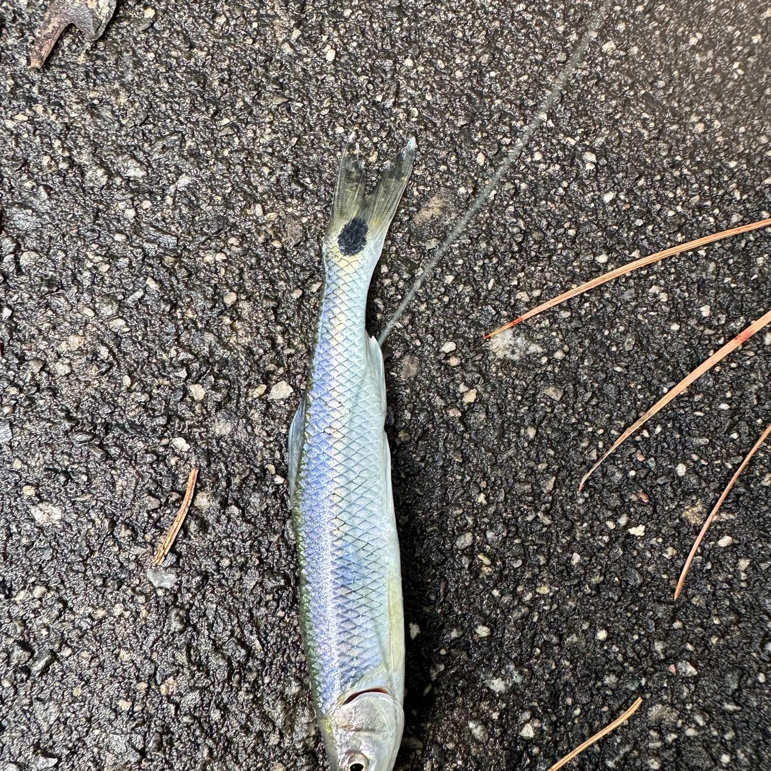 The most recent Blacktail shiner catches on Fishbrain