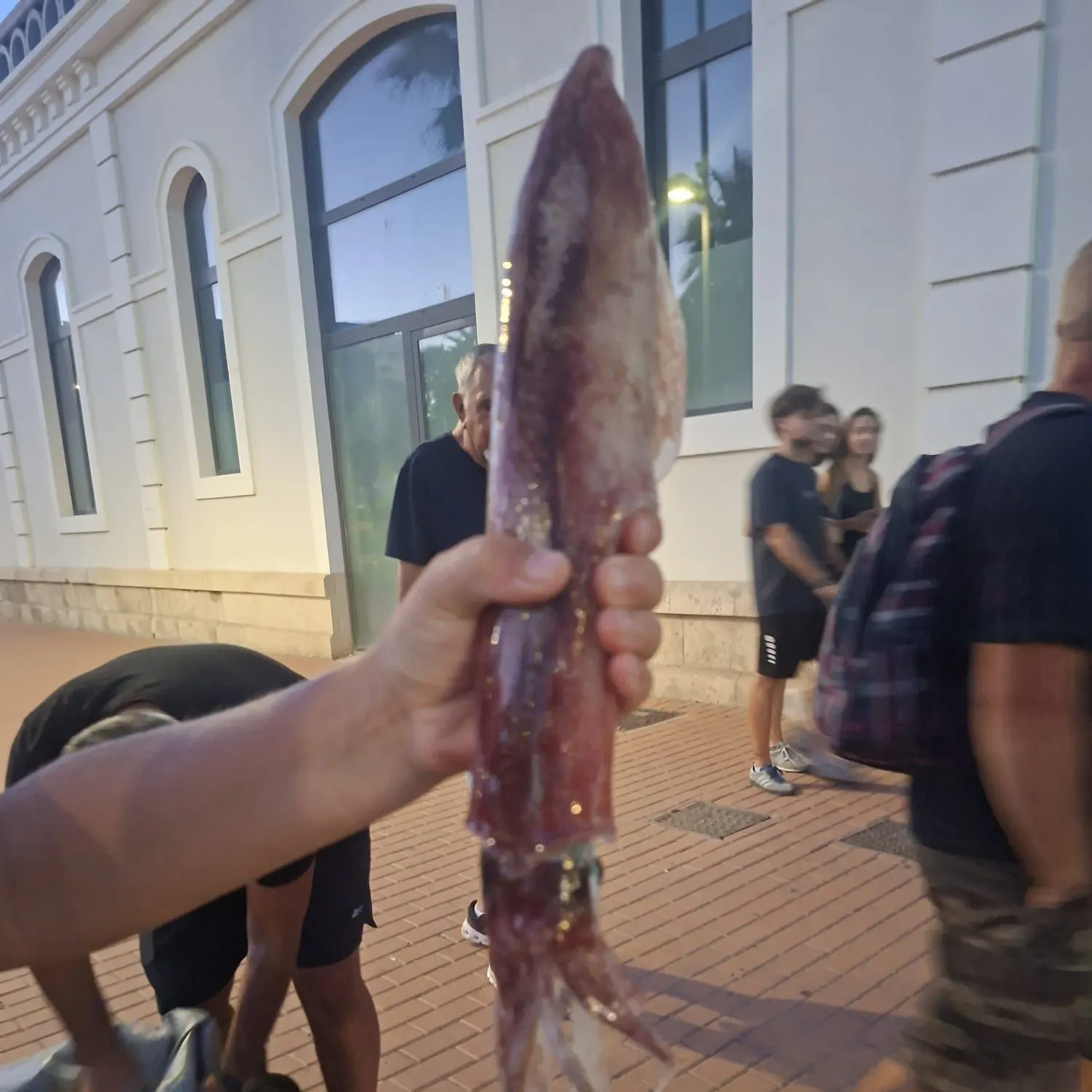 Southern calamari caught on Fishbrain