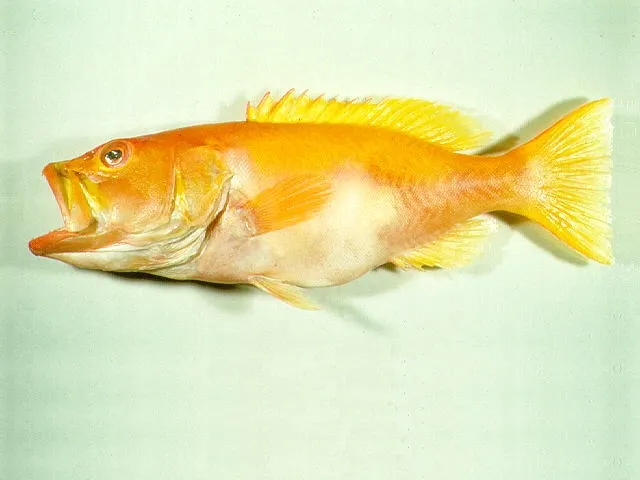 Golden grouper