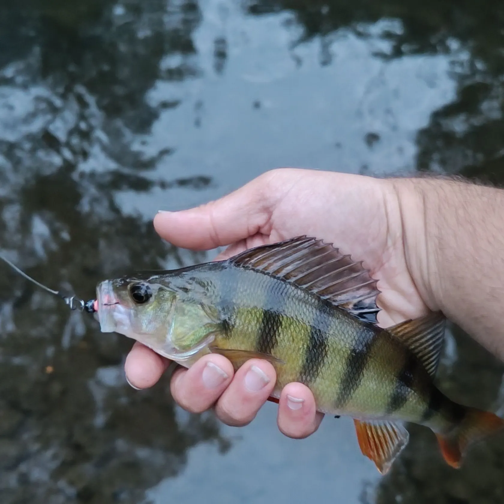 European perch caught on Fishbrain