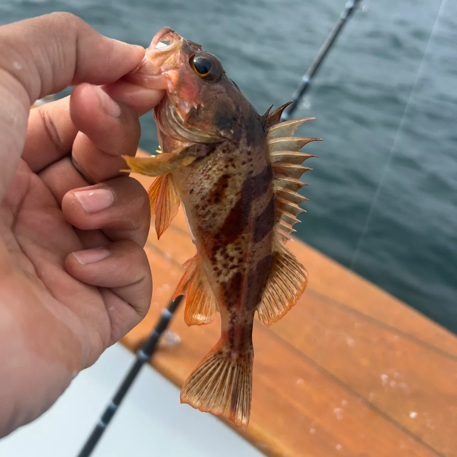 The most recent Calico rockfish catches on Fishbrain