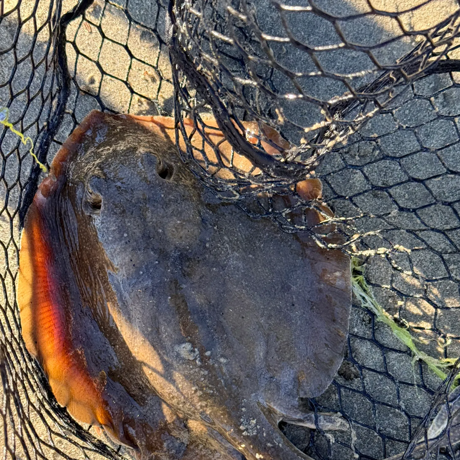 The most recent Haller's round ray catches on Fishbrain