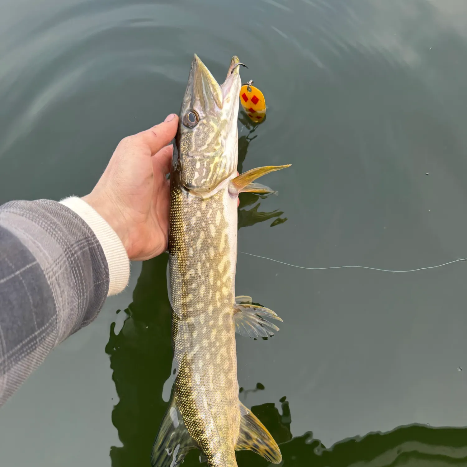 Northern pike caught on Fishbrain