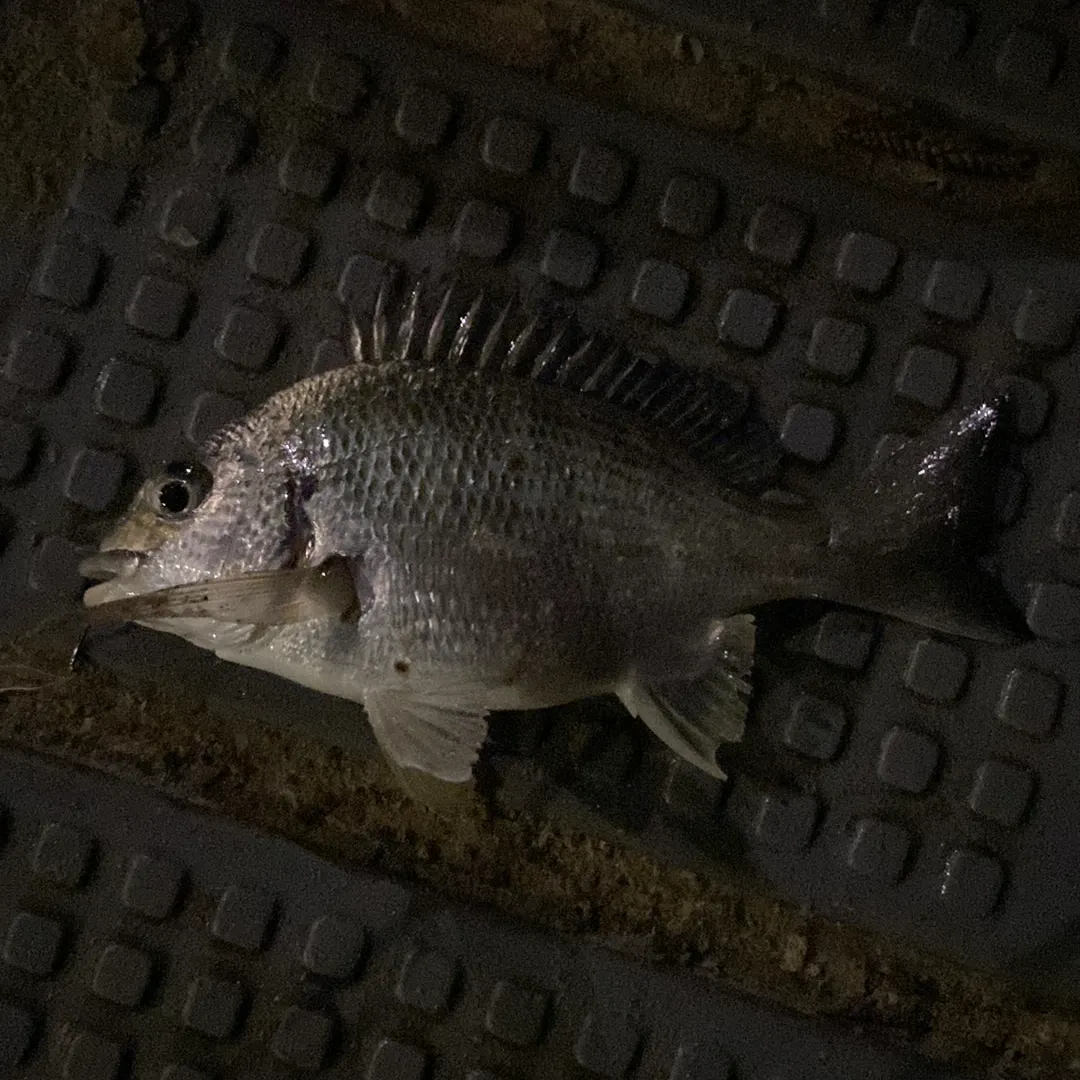 The most recent Southern black bream catches on Fishbrain