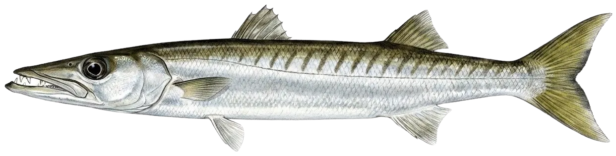 Pacific barracuda