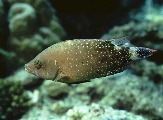 Floral wrasse