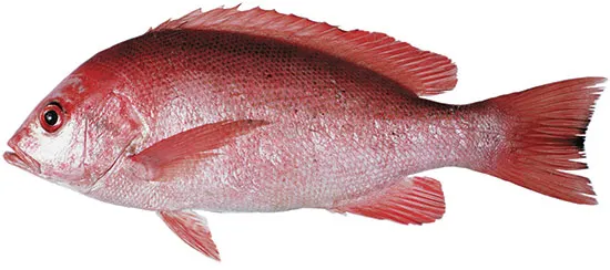 Crimson snapper