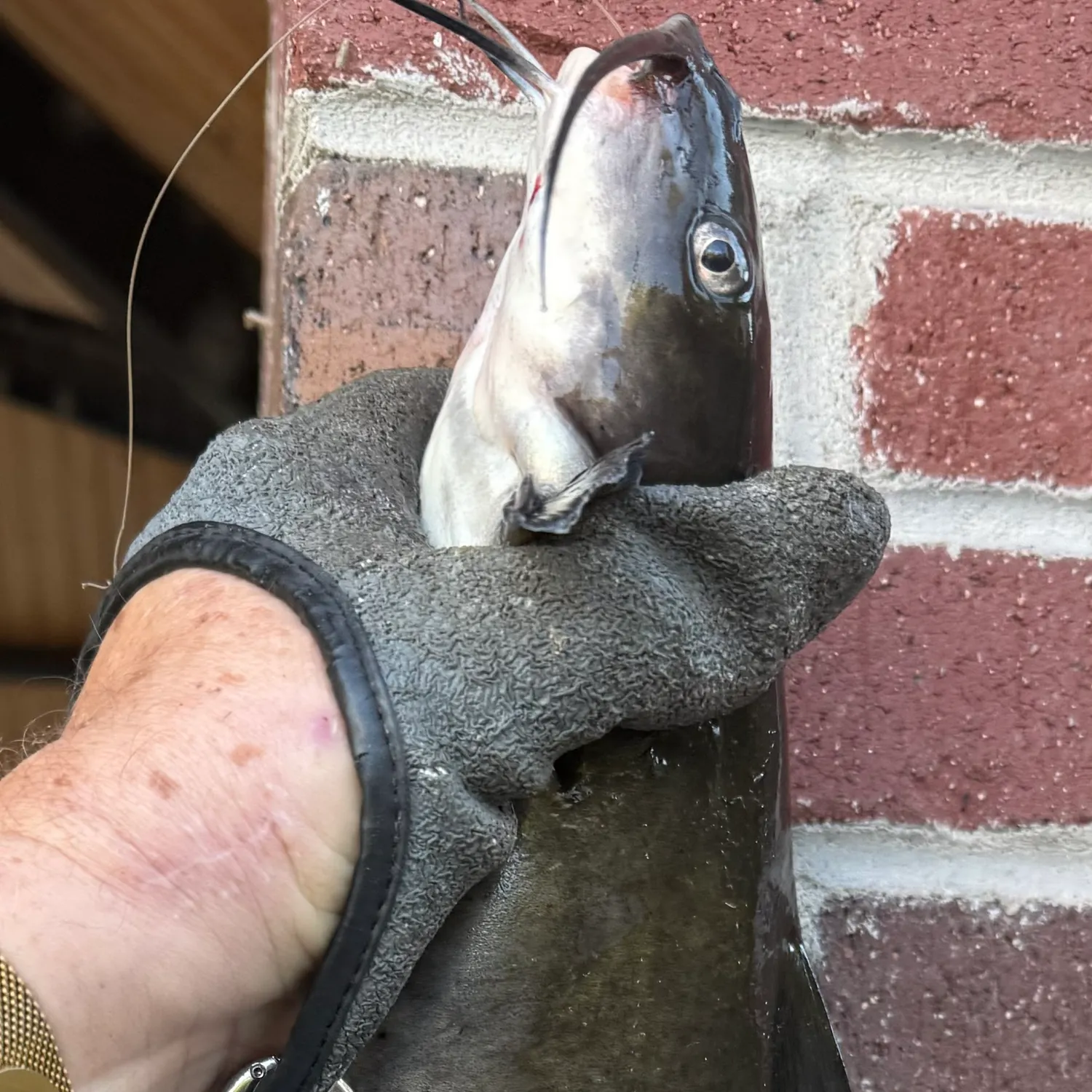 Channel catfish caught on Fishbrain