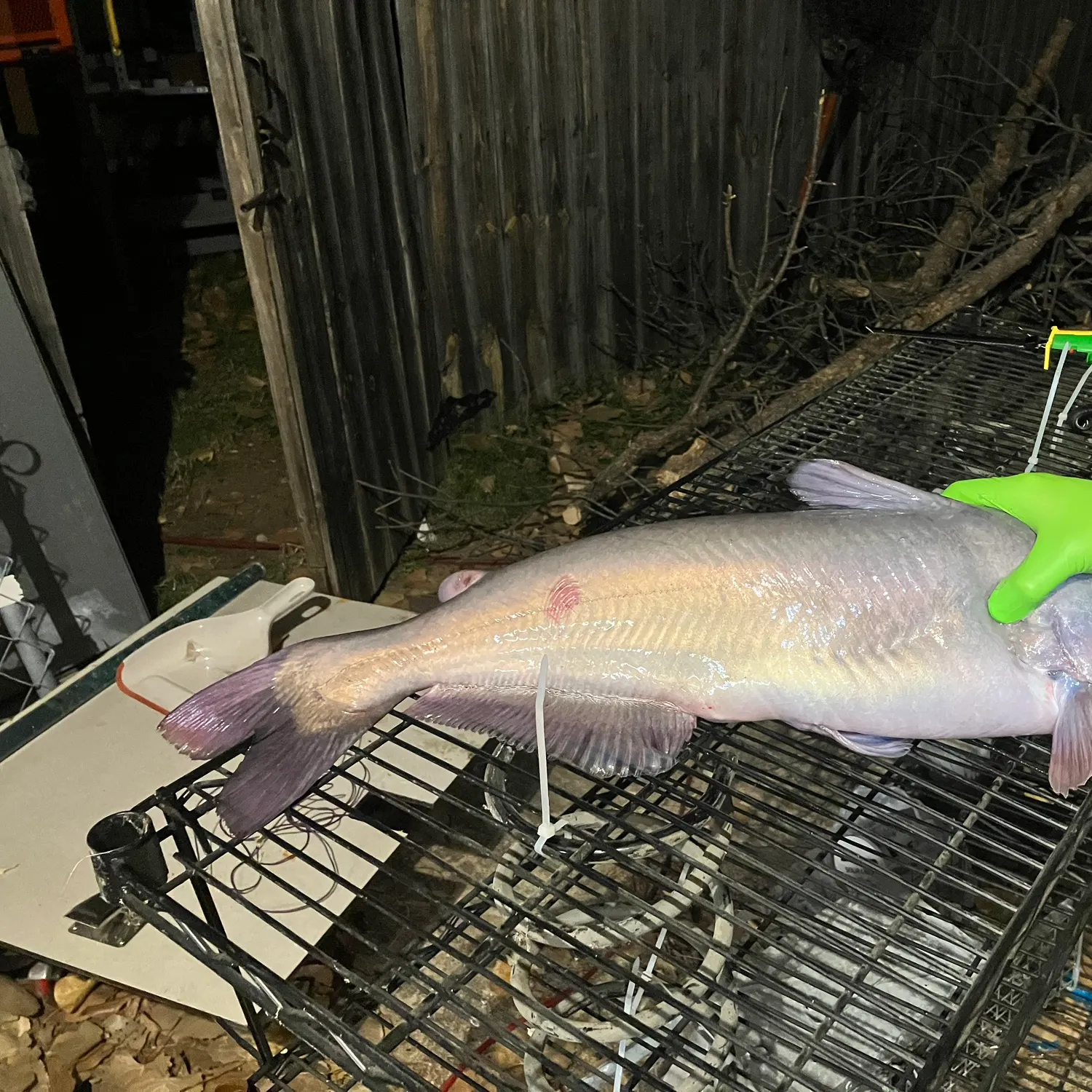 The most recent Blue catfish catches on Fishbrain
