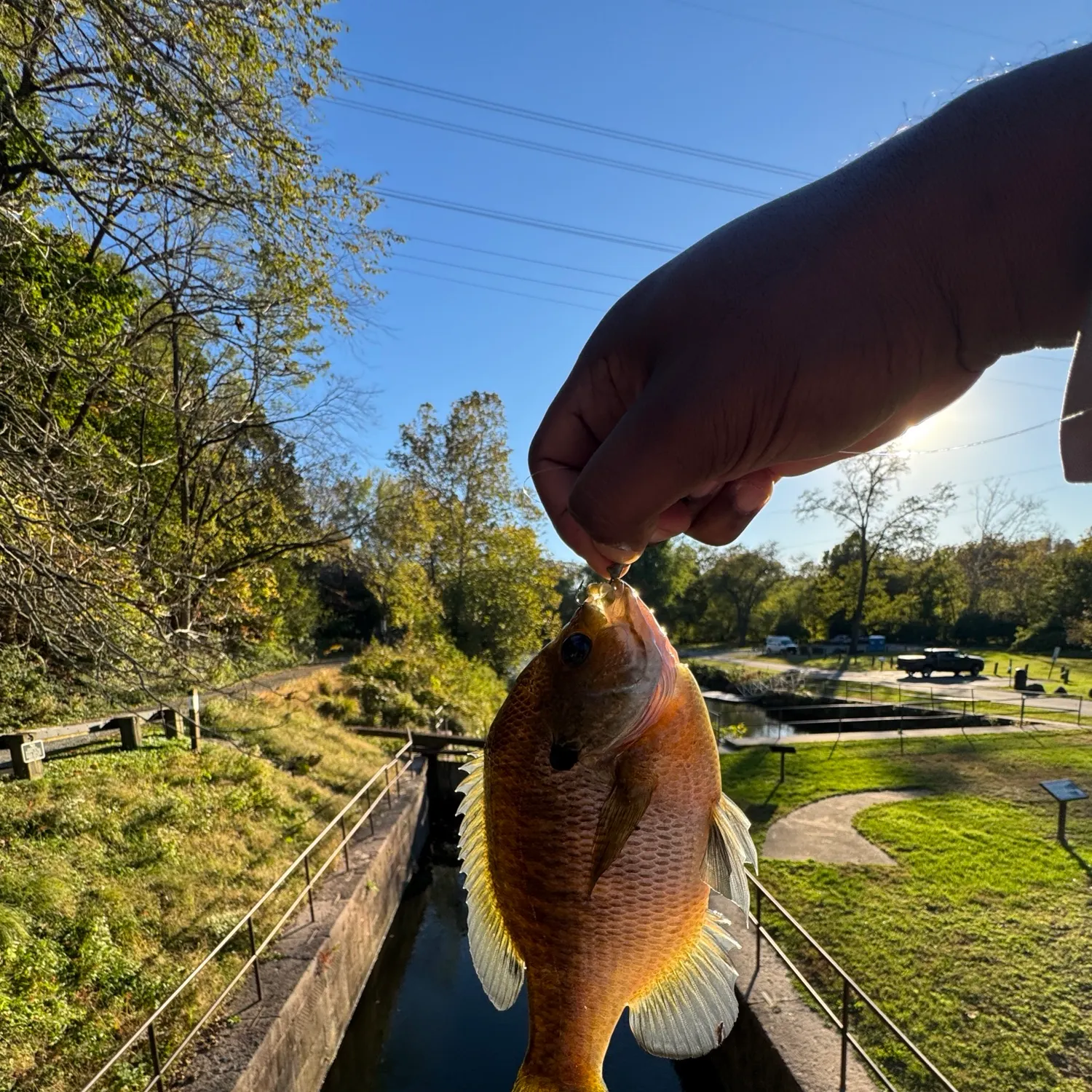 Bluegill caught on Fishbrain