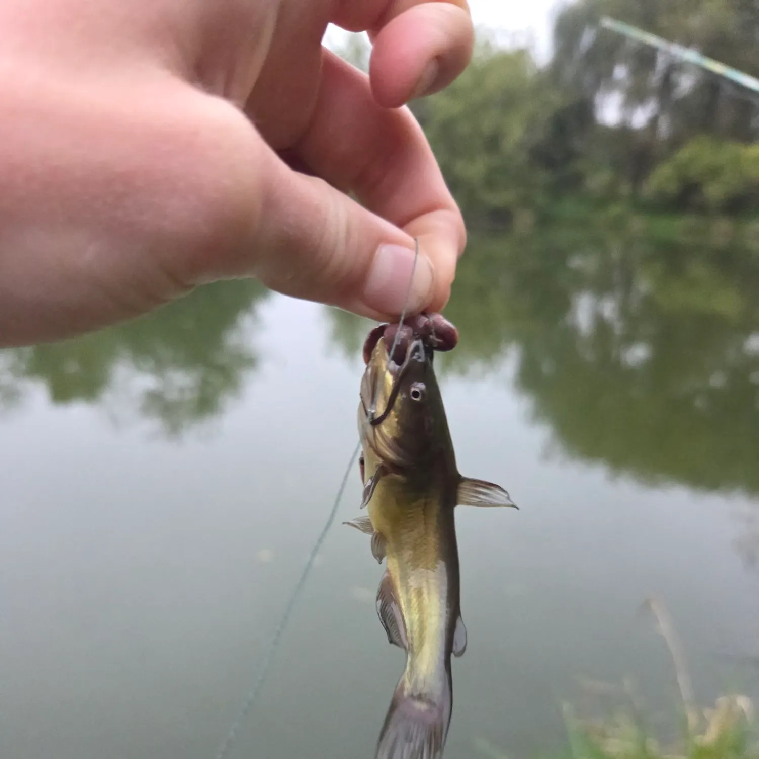Yellow bullhead caught on Fishbrain