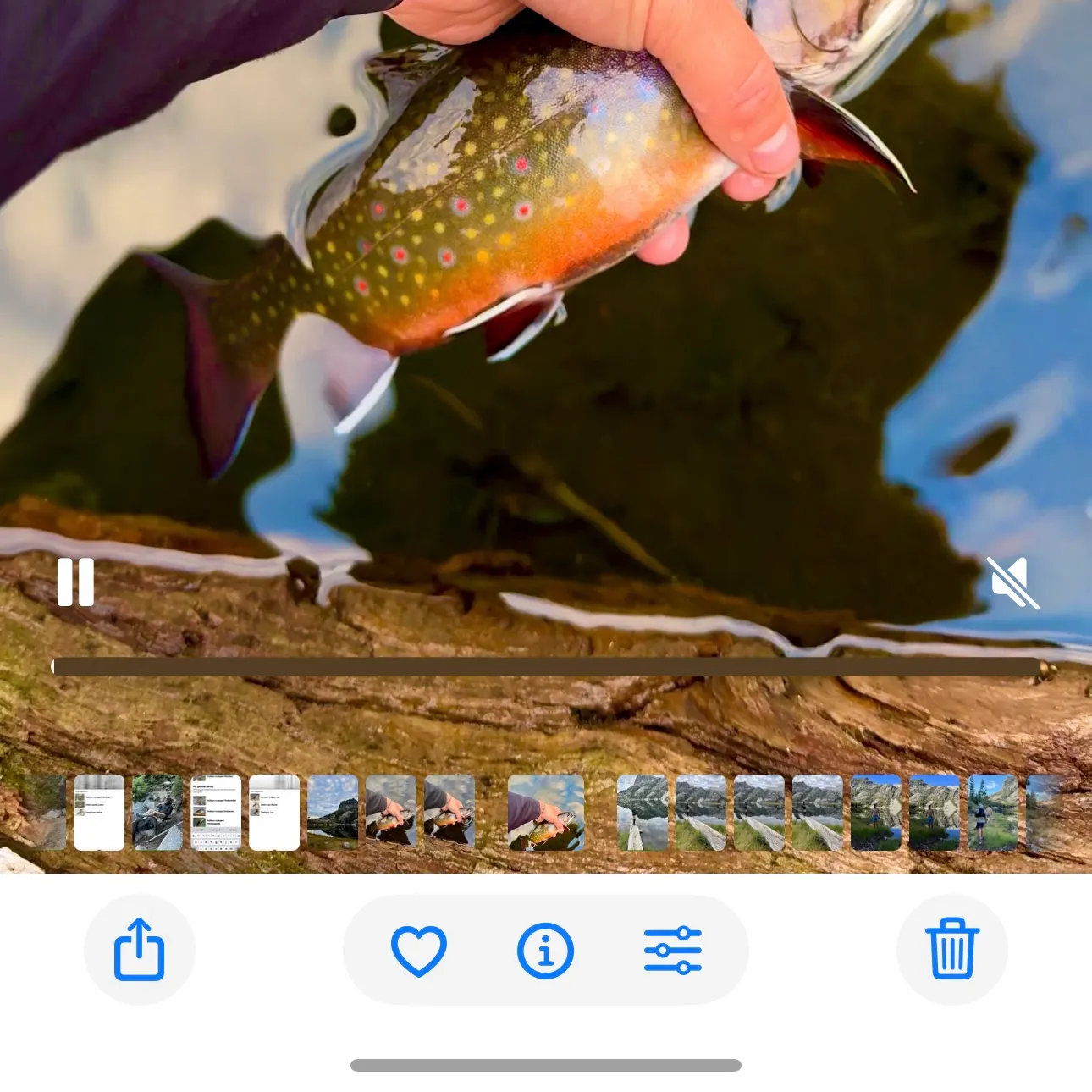 recently logged catches