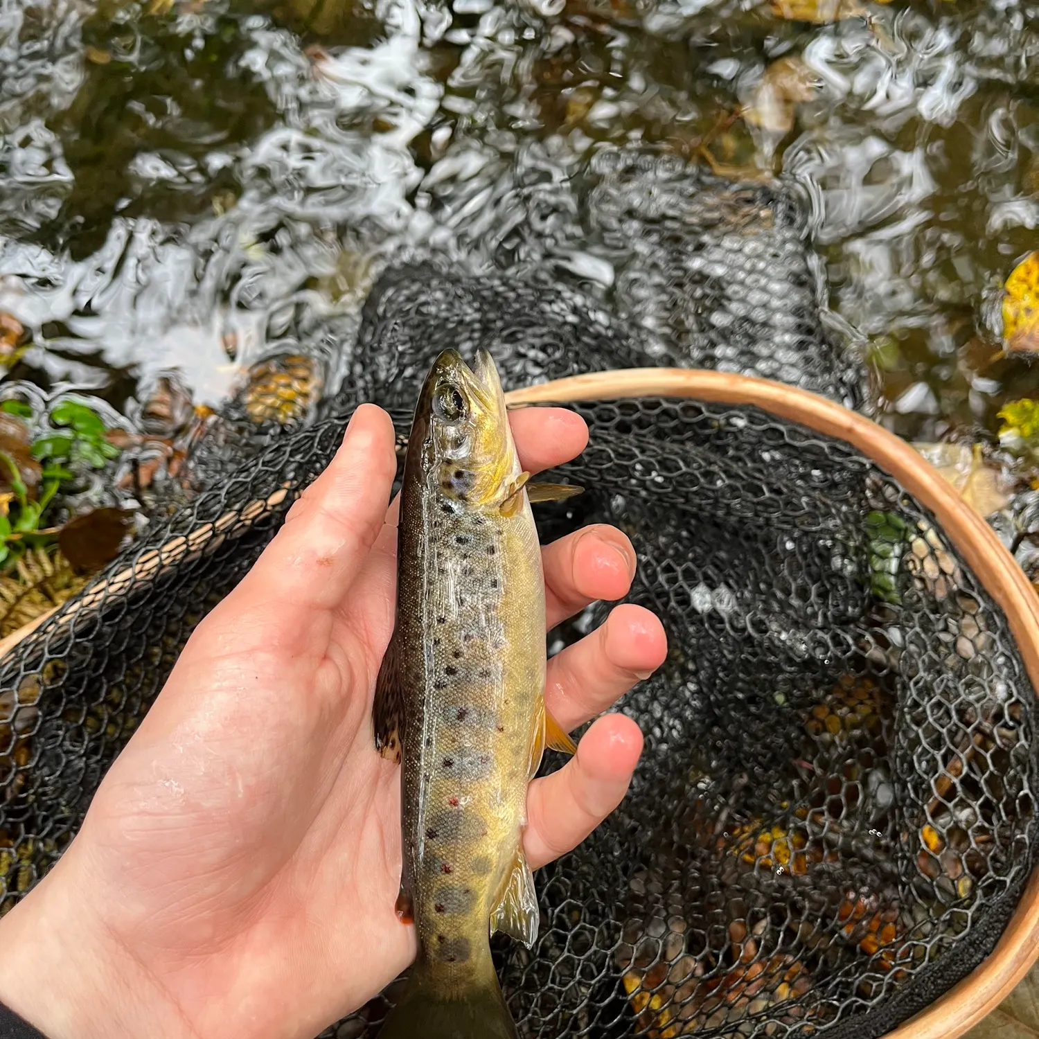 Brown trout caught on Fishbrain
