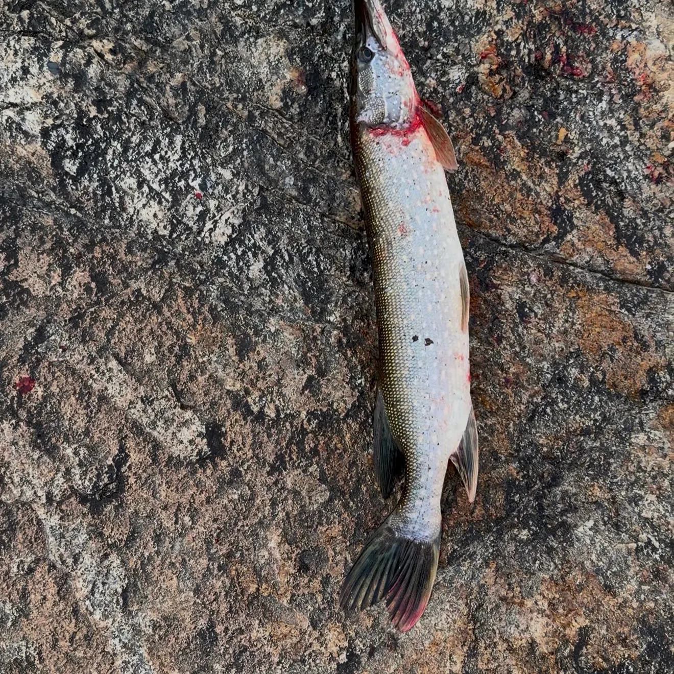 Northern pike caught on Fishbrain