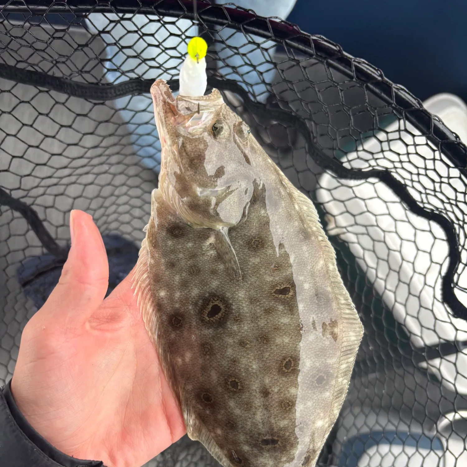 The most recent Summer flounder catches on Fishbrain