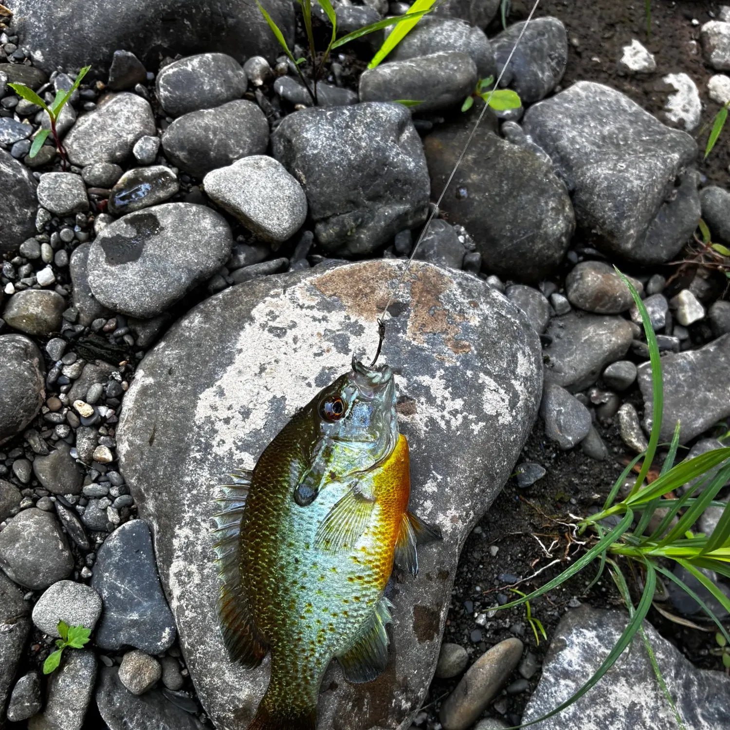 Redbreast sunfish caught on Fishbrain