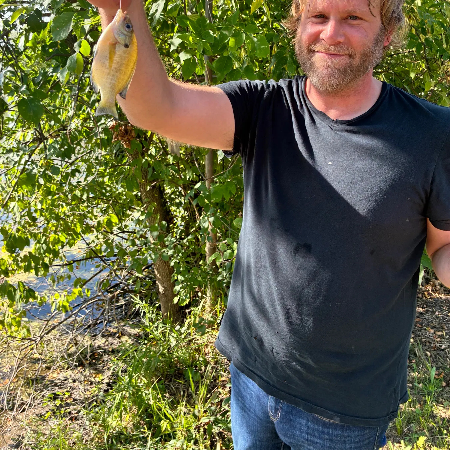 Bluegill caught on Fishbrain