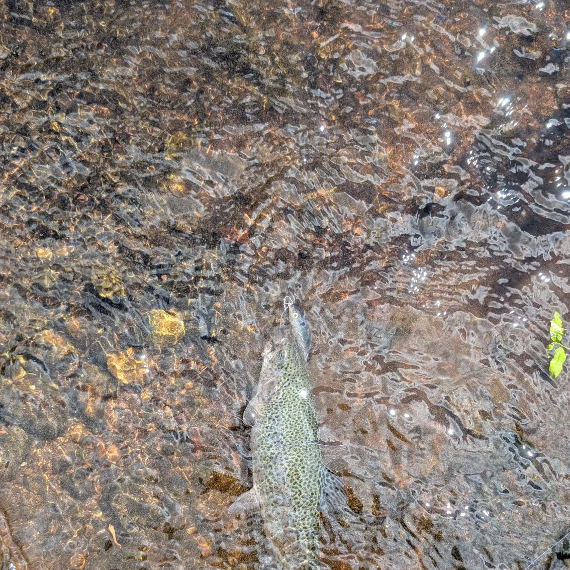 Rainbow trout caught on Fishbrain