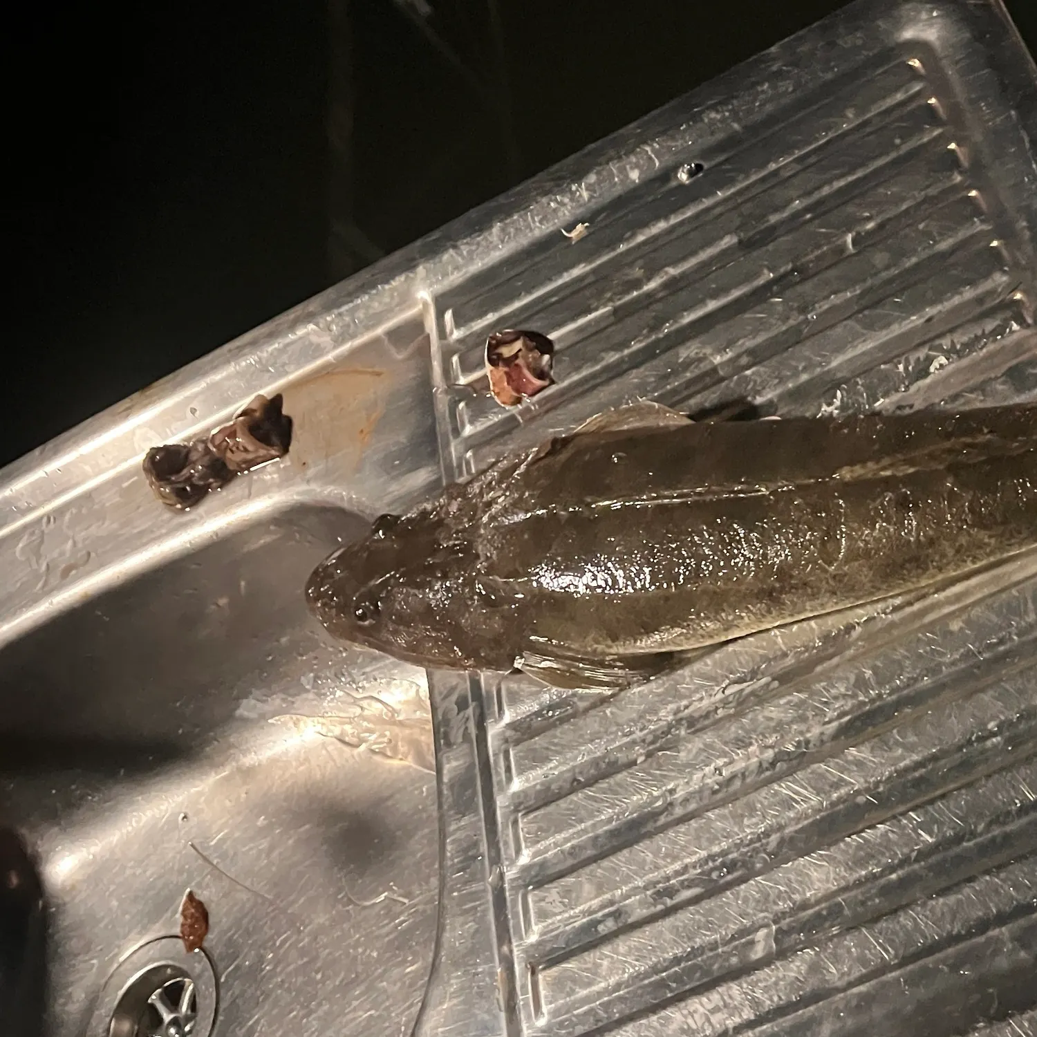 Dusky flathead caught on Fishbrain