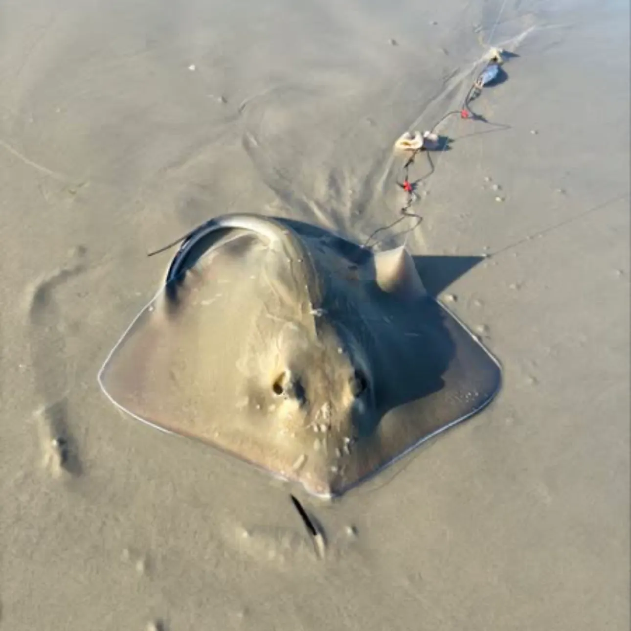 The most recent Southern stingray catches on Fishbrain