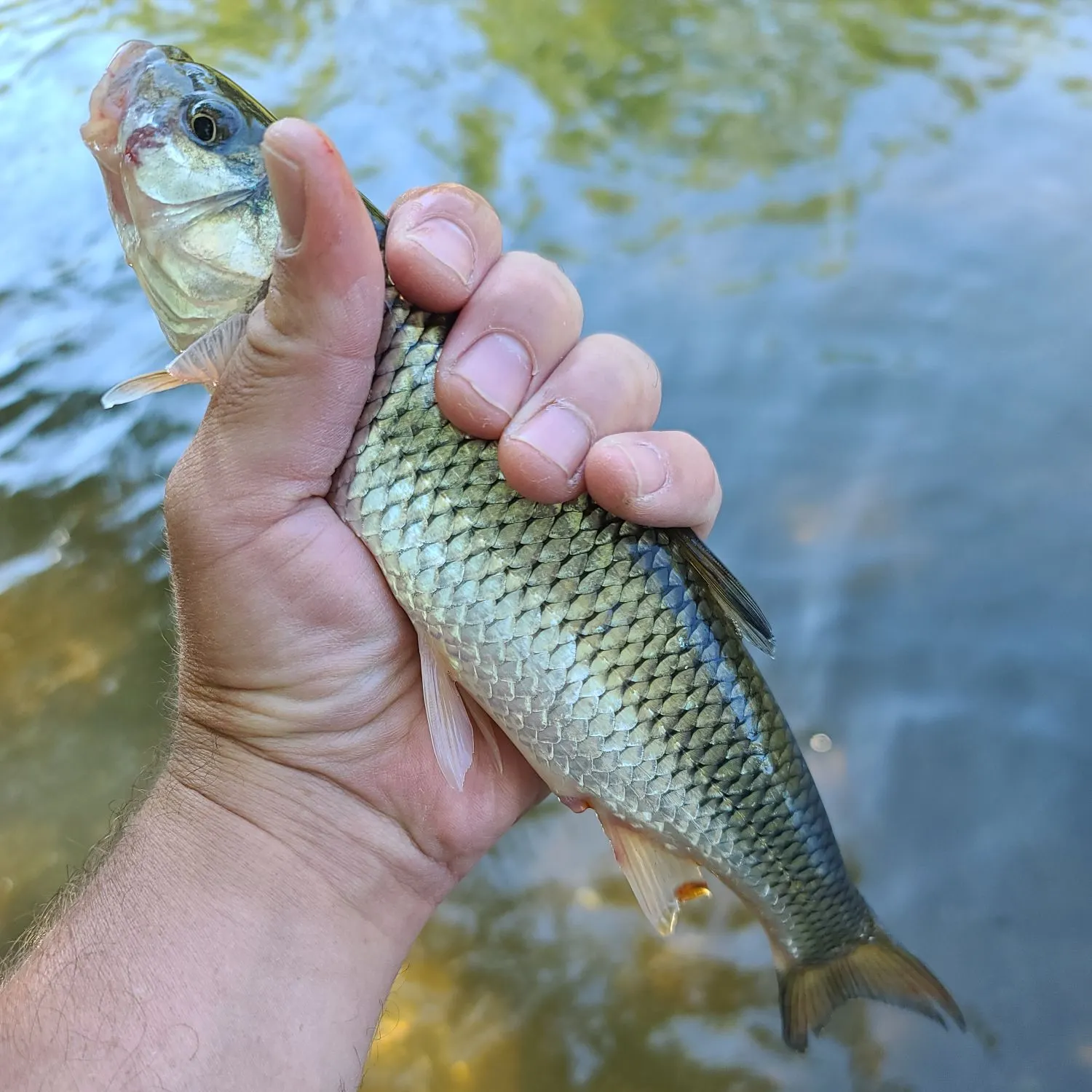 Fallfish caught on Fishbrain