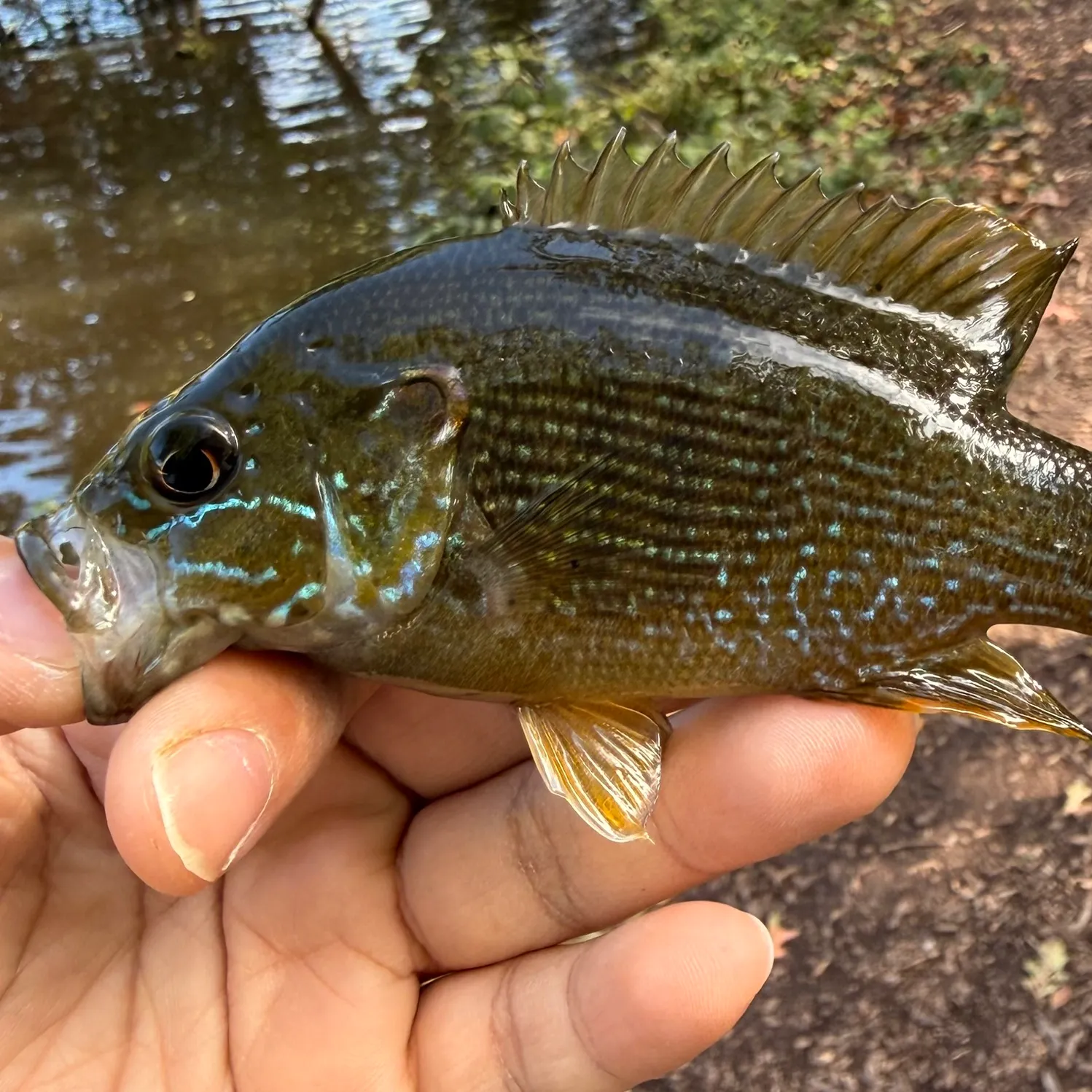 Green sunfish caught on Fishbrain