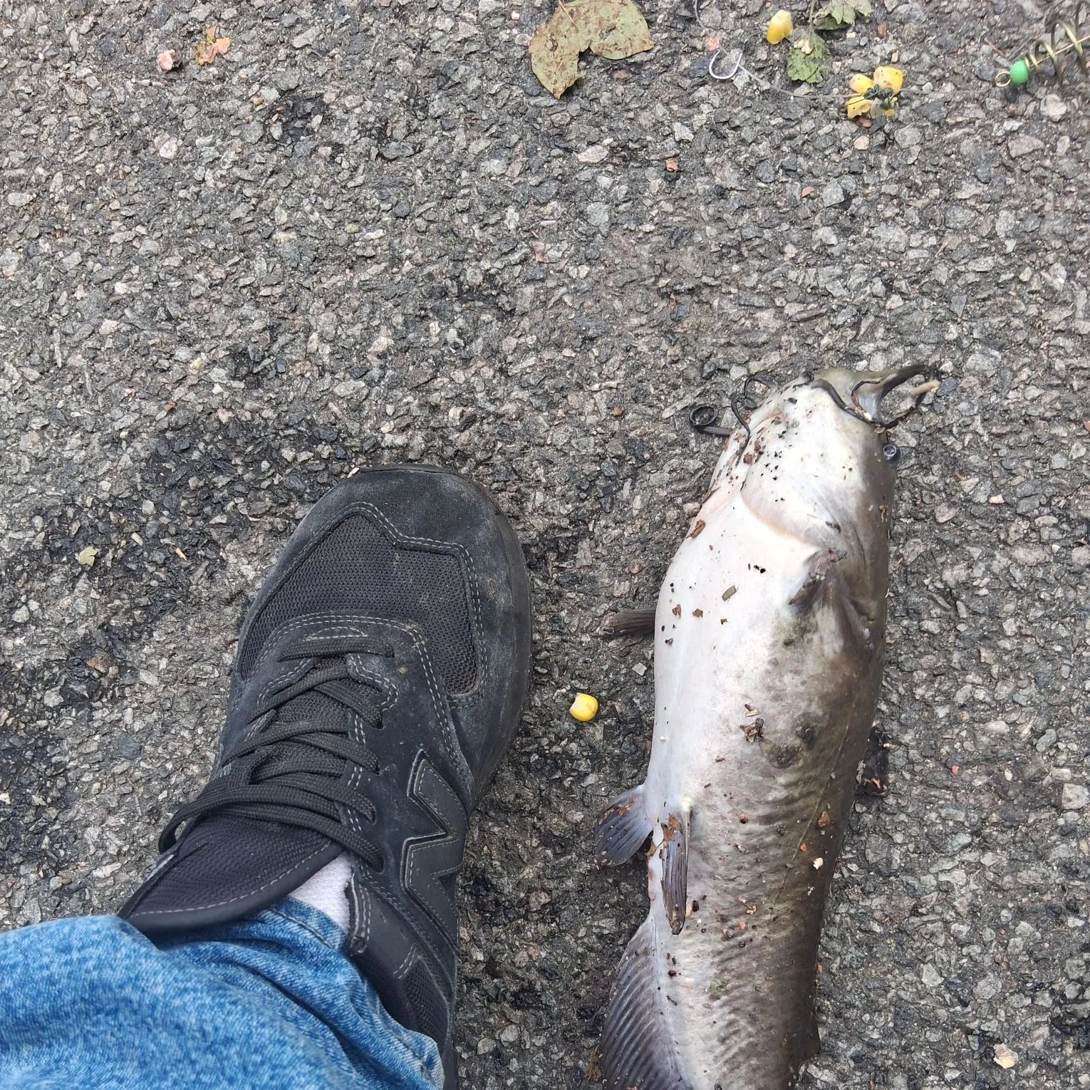 Brown bullhead caught on Fishbrain