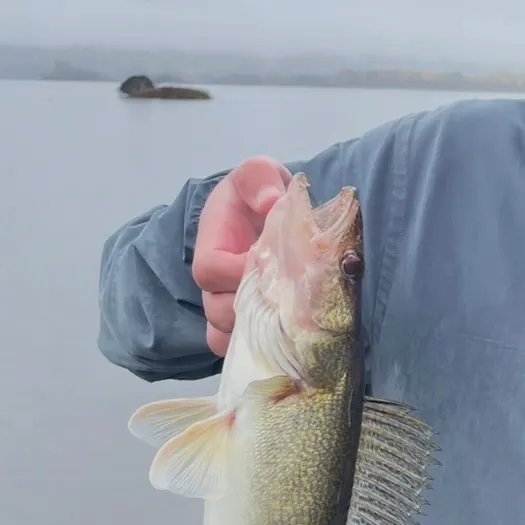 Walleye caught on Fishbrain