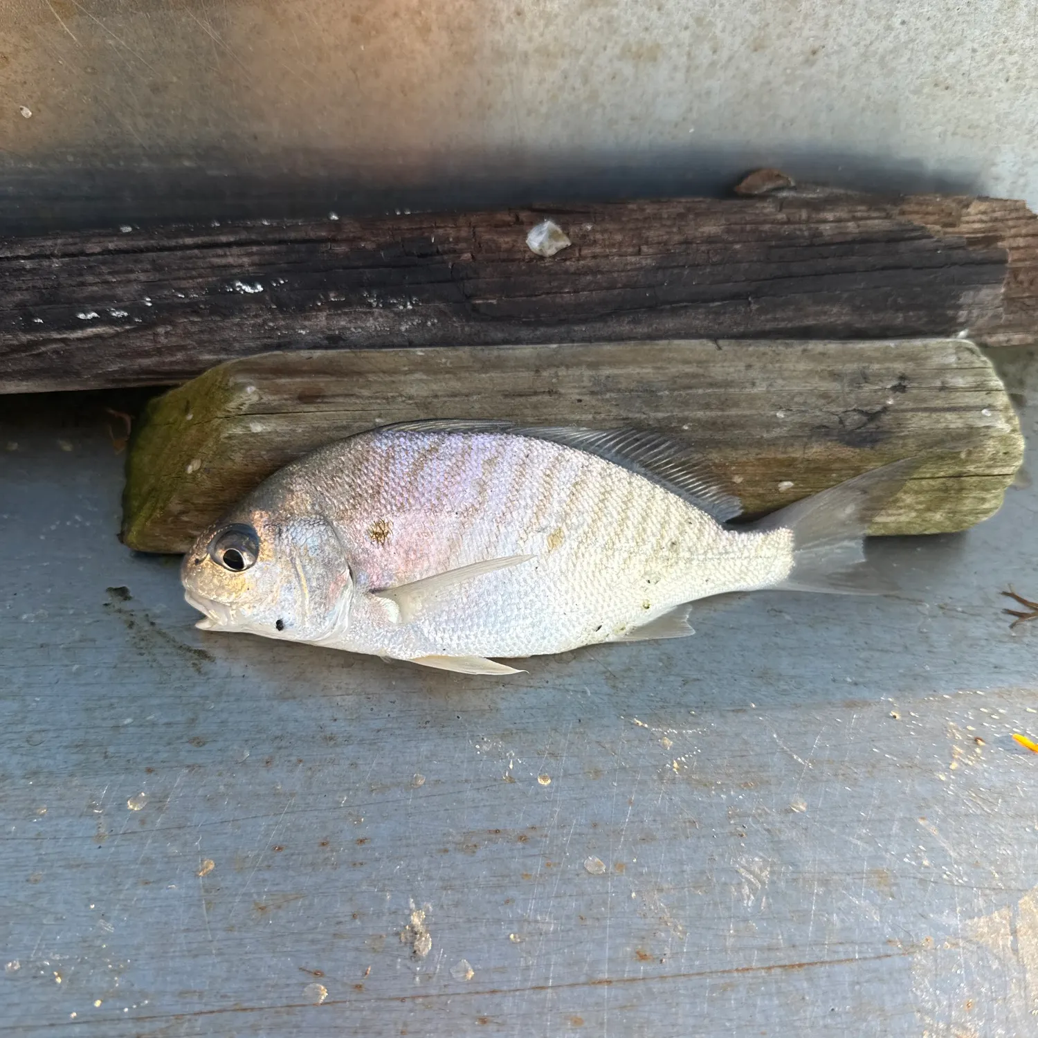 Spot croaker caught on Fishbrain