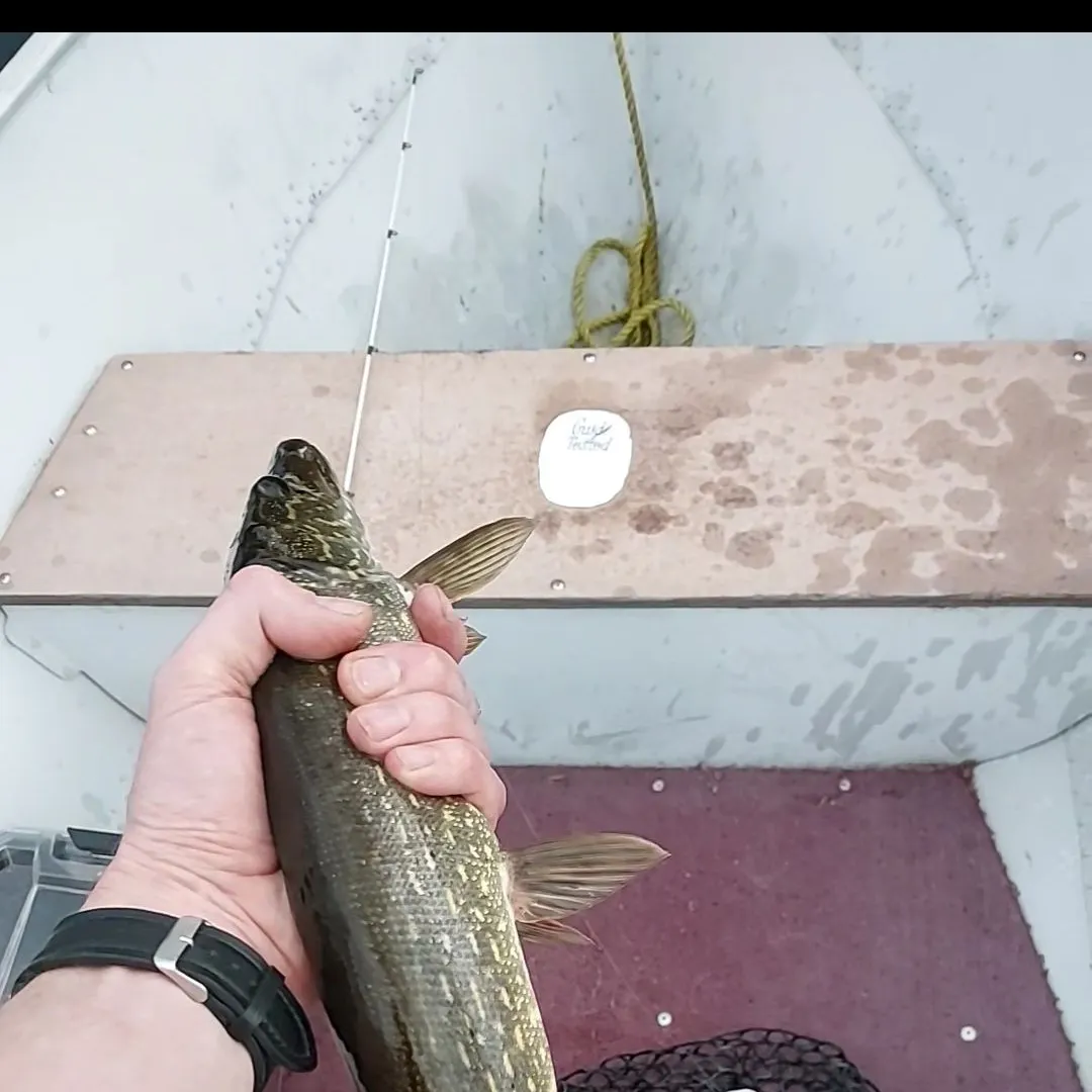 Northern pike caught on Fishbrain