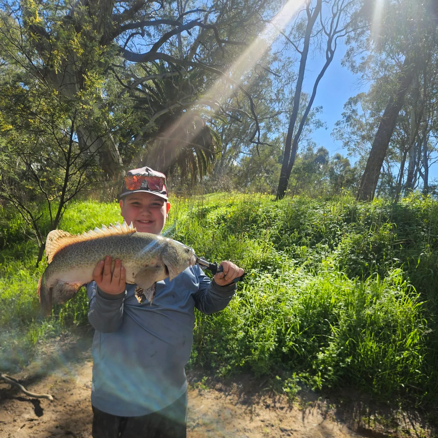 Murray cod caught on Fishbrain