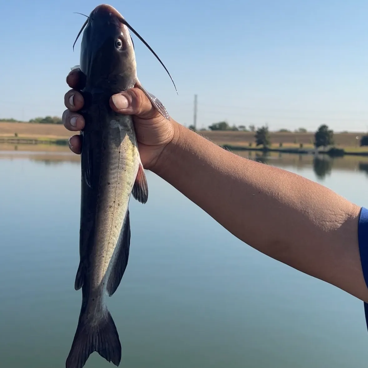 Channel catfish caught on Fishbrain