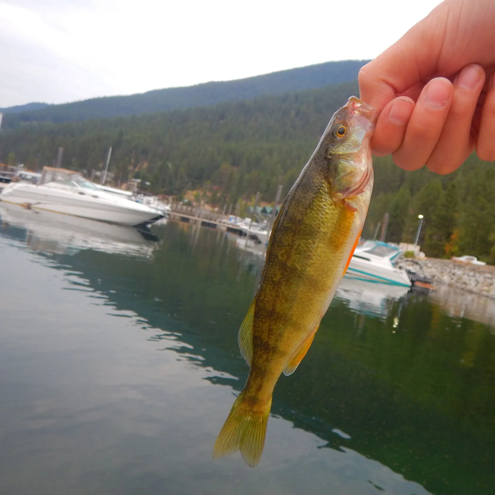 Yellow perch caught on Fishbrain