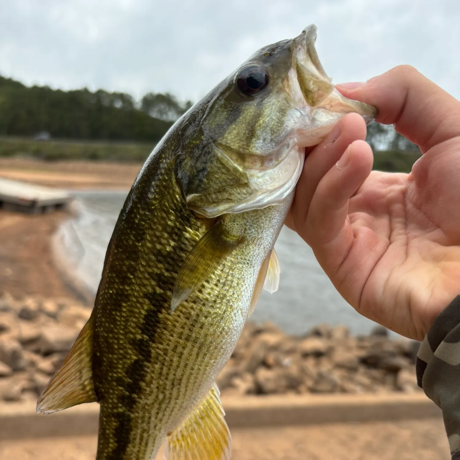 Spotted bass caught on Fishbrain