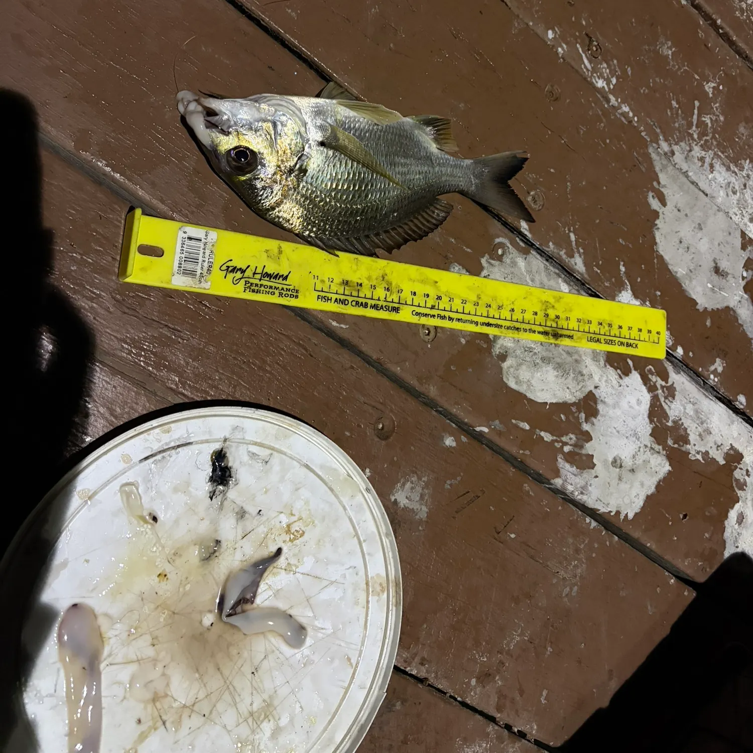 Southern black bream caught on Fishbrain